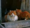 [Cats & Kitens 2003 Calendar] November - Jerry Shulman