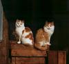 [Cats & Kitens 2003 Calendar] September - Jerry Shulman
