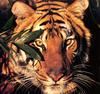 [CPerrien Tigers-Calendar-2001] May