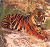 [CPerrien Tigers-Calendar-2001] August