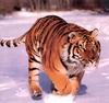 [CPerrien Tigers-Calendar-2001] October