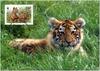 [Fafnir] WWF Tiger Postcard 1986]