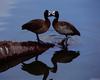 [Worldprints - Asia] Ducks