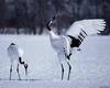 [Worldprints - Asia] Red-crowned Cranes