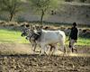 [Worldprints - Africa] Cattle