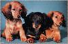 [zFox SDC] Dachshund Puppies Calendar 2002 - January