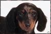 [zFox SDC] Dachshund Puppies Calendar 2002 - March