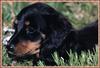 [zFox SDC] Dachshund Puppies Calendar 2002 - August