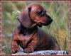 [zFox SDC] Dachshund Puppies Calendar 2002 - October