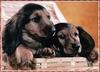 [zFox SDC] Dachshund Puppies Calendar 2002 - November