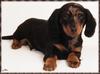 [zFox SDC] Dachshund Puppies Calendar 2002 - Front Cover