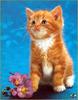 [Sharper - Minnie's Friends SWD] Kitten
