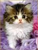 [Sharper - Minnie's Friends SWD] Kitten
