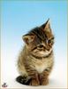 [Sharper - Minnie's Friends SWD] Kitten