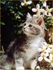 [Sharper - Minnie's Friends SWD] Kitten