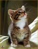 [Sharper - Minnie's Friends SWD] Kitten