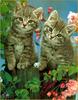 [Sharper - Minnie's Friends SWD] Kitten