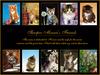 [Sharper - Minnie's Friends SWD] Kitten - Index