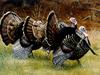 [PWR Papers] Wild Turkeys