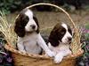 [PWR Papers] Puppies