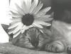 [GrayCreek Calendar 2001] Cat