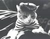 [GrayCreek Calendar 2001] Cat