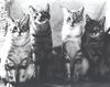 [GrayCreek Calendar 2001] Cats
