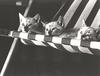 [GrayCreek Calendar 2001] Kittens
