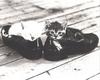 [GrayCreek Calendar 2001] Kittens