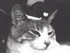 [GrayCreek Calendar 2001] Cat