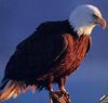 [GrayCreek] Bald Eagle