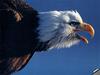 [GrayCreek] Bald Eagle