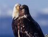 [GrayCreek] Bald Eagle