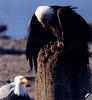 [GrayCreek] Bald Eagle