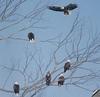 [GrayCreek] Bald Eagle