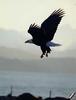 [GrayCreek] Bald Eagle
