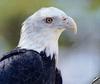 [GrayCreek] Bald Eagle