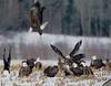 [GrayCreek] Bald Eagle