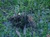 [GrayCreek] Bald Eagle