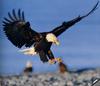 [GrayCreek] Bald Eagle