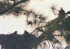 [GrayCreek] Bald Eagle