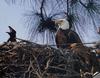 [GrayCreek] Bald Eagle