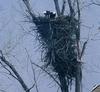 [GrayCreek] Bald Eagle