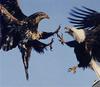[GrayCreek] Bald Eagle