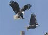 [GrayCreek] Bald Eagle