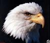 [GrayCreek] Bald Eagle
