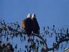 [GrayCreek] Bald Eagle