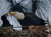 [GrayCreek] Bald Eagle