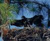 [GrayCreek] Bald Eagle
