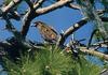 [GrayCreek] Bald Eagle